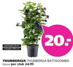 Ranzijn THUNBERGIA THUNBERGIA BATTISCOMBEI aanbieding