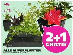 Ranzijn ALLE VIJVERPLANTEN aanbieding