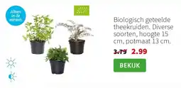 Intratuin Biologisch geteelde theekruiden. Diverse soorten, hoogte 15 cm, potmaat 13 cm. aanbieding