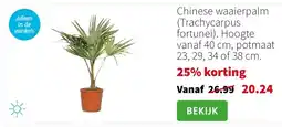 Intratuin Chinese waaierpalm (Trachycarpus fortunei). Hoogte vanaf 40 cm, potmaat 23, 29, 34 of 38 cm. aanbieding