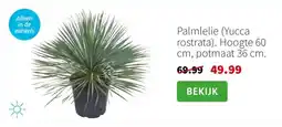 Intratuin Palmlelie (Yucca rostrata). Hoogte 60 cm, potmaat 36 cm. aanbieding