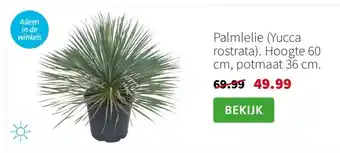 Intratuin Palmlelie (Yucca rostrata). Hoogte 60 cm, potmaat 36 cm. aanbieding