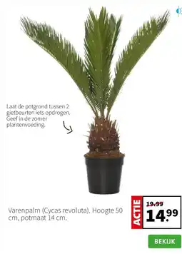 Intratuin Varenpalm (Cycas revoluta). Hoogte 50 cm, potmaat 14 cm. aanbieding
