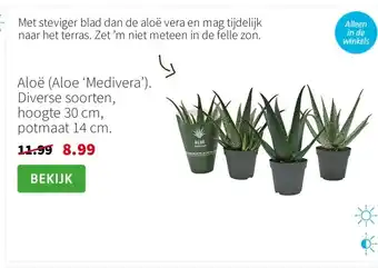 Intratuin Aloë (Aloe ‘Medivera’). Diverse soorten, hoogte 30 cm, potmaat 14 cm. aanbieding