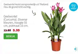 Intratuin Geelwortel (Curcuma). Diverse kleuren, hoogte 55 cm, potmaat 15 cm. aanbieding