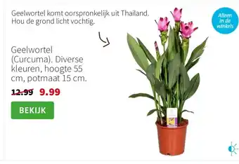 Intratuin Geelwortel (Curcuma). Diverse kleuren, hoogte 55 cm, potmaat 15 cm. aanbieding