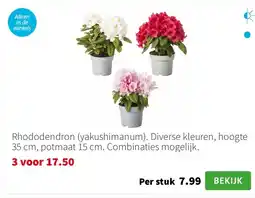 Intratuin Rhododendron (yakushimanum). Diverse kleuren, hoogte 35 cm, potmaat 15 cm. Combinaties mogelijk. aanbieding