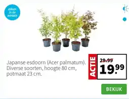 Intratuin Japanse esdoorn (Acer palmatum). Diverse soorten, hoogte 80 cm, potmaat 23 cm. aanbieding