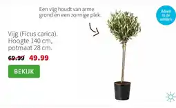 Intratuin Vijg (Ficus carica). Hoogte 140 cm, potmaat 28 cm. aanbieding