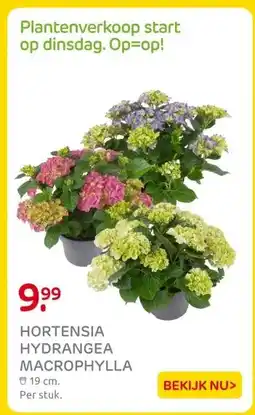 Praxis HORTENSIA HYDRANGEA MACROPHYLLA aanbieding