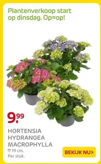 Praxis HORTENSIA HYDRANGEA MACROPHYLLA aanbieding