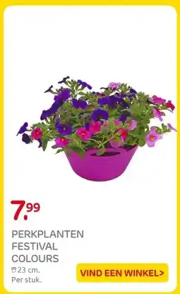 Praxis PERKPLANTEN FESTIVAL COLOURS aanbieding