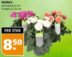Poiesz Dahlia's aanbieding
