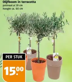 Poiesz Olijfboom in terracotta aanbieding