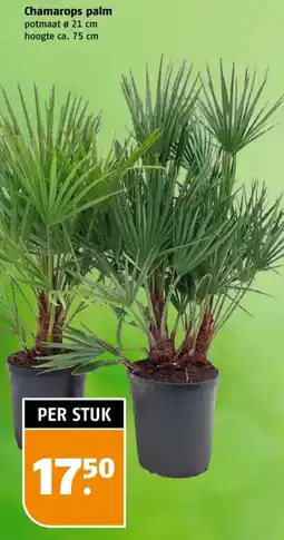 Poiesz Chamarops palm aanbieding