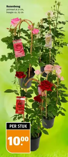 Poiesz Rozenboog aanbieding