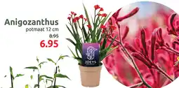 Deka Tuin Anigozanthus aanbieding