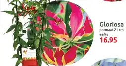 Deka Tuin Gloriosa aanbieding