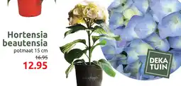 Deka Tuin Hortensia beautensia aanbieding