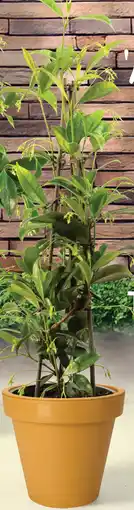 Deka Tuin Trachelospermum aanbieding