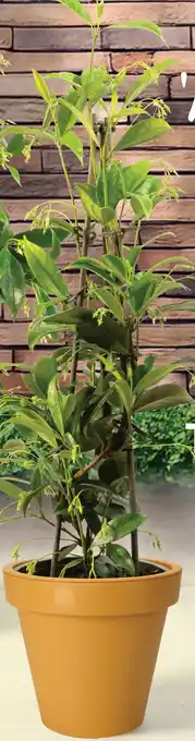 Deka Tuin Trachelospermum aanbieding
