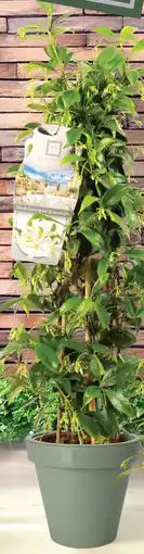 Deka Tuin Trachelospermum aanbieding