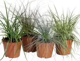Deka Tuin Siergrassen aanbieding