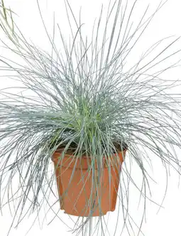 Deka Tuin Festuca Glauca aanbieding