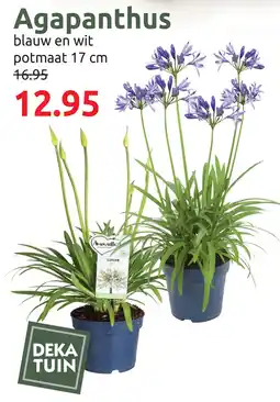 Deka Tuin Agapanthus aanbieding
