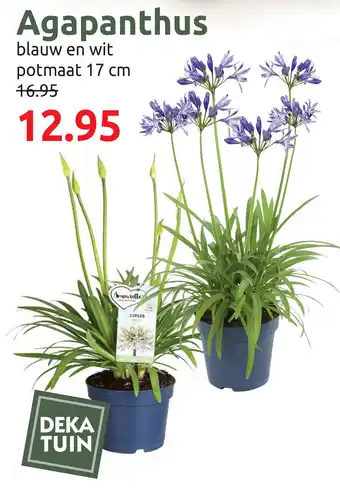 Deka Tuin Agapanthus aanbieding
