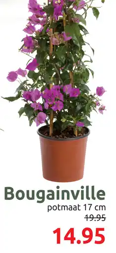 Deka Tuin Bougainville aanbieding