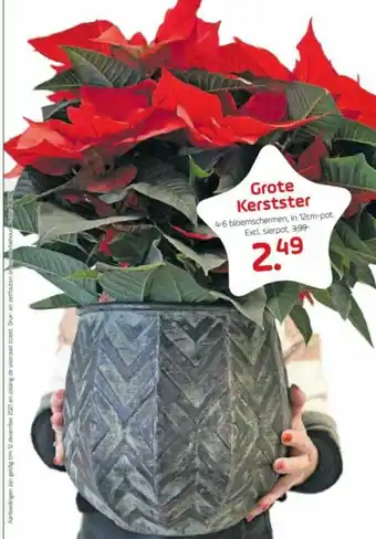 Coppelmans Grote Kerstster aanbieding