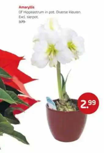 Coppelmans Amaryllis aanbieding