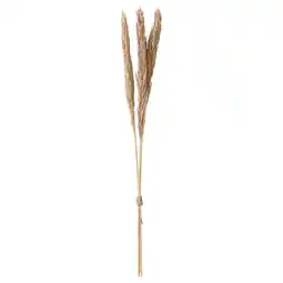 IKEA Torka Gedroogde bloemen-/plantendelen, naturel aanbieding