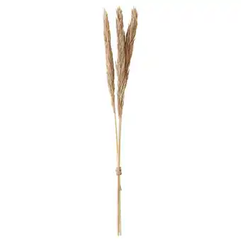 IKEA Torka Gedroogde bloemen-/plantendelen, naturel aanbieding
