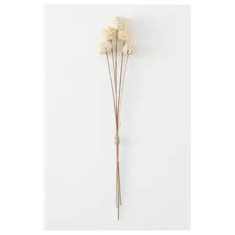 IKEA Torka Gedroogde bloemen-/plantendelen, wit aanbieding