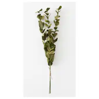 IKEA Torka Gedroogde bloemen-/plantendelen, licht olijfgroen aanbieding