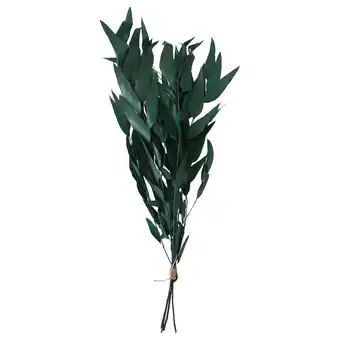 IKEA Torka Gedroogde bloemen-/plantendelen, lichtgroen aanbieding