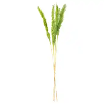 IKEA Torka Gedroogde bloemen-/plantendelen, groen aanbieding