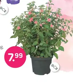 Coppelmans Fuchsia walz jubelteen aanbieding