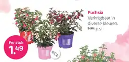 Coppelmans Fuchsia aanbieding