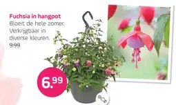 Coppelmans Fuchsia in hangpot aanbieding