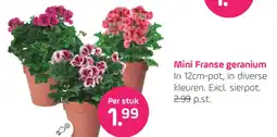 Coppelmans Mini Franse geranium I aanbieding