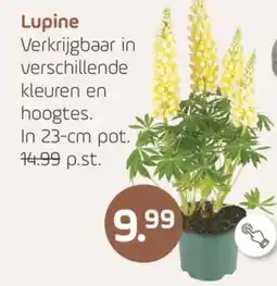 Coppelmans Lupine aanbieding