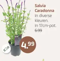 Coppelmans Salvia Caradonna aanbieding