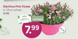Coppelmans Dianthus Pink Kisses aanbieding