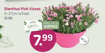 Coppelmans Dianthus Pink Kisses aanbieding