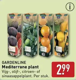 ALDI Gardenline mediterrane plant aanbieding