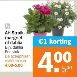 Albert Heijn AH Struik- margriet of dahlia aanbieding