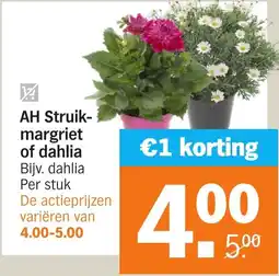 Albert Heijn AH Struik- margriet of dahlia aanbieding